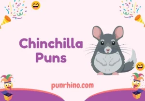 Chinchilla Puns